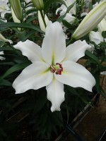 [5612 VH42 No02.JPG]